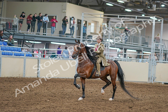 2020 - AB Morgan Horse - Sat, Sept 05 - 07942