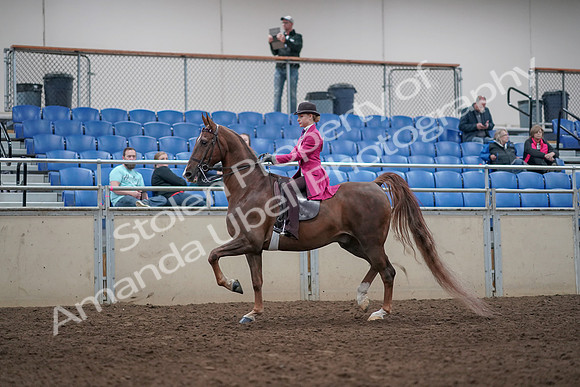 2019 Morgan Horse Show - Aug 31, 2019 - 08525