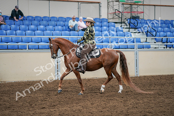 2020 - AB Morgan Horse - Sat, Sept 05 - 08896