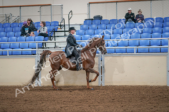 2020 - AB Morgan Horse - Fri, Sept 04 - 08038
