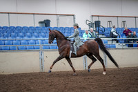 2019 Morgan Horse Show - Aug 30, 2019 - 17775