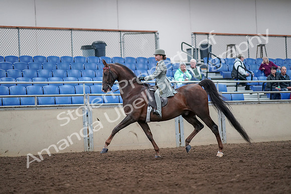 2019 Morgan Horse Show - Aug 30, 2019 - 17775