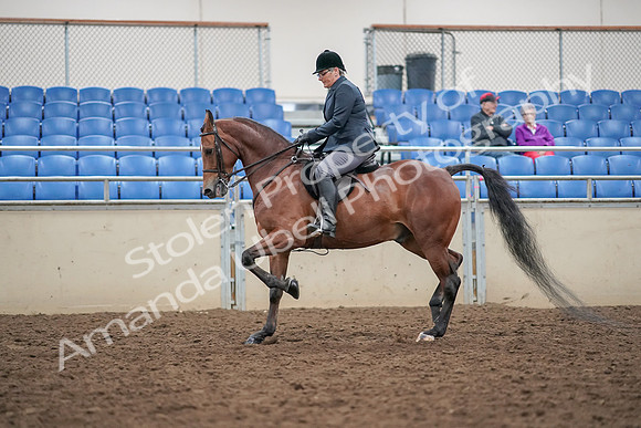 2019 Morgan Horse Show - Aug 30, 2019 - 20209