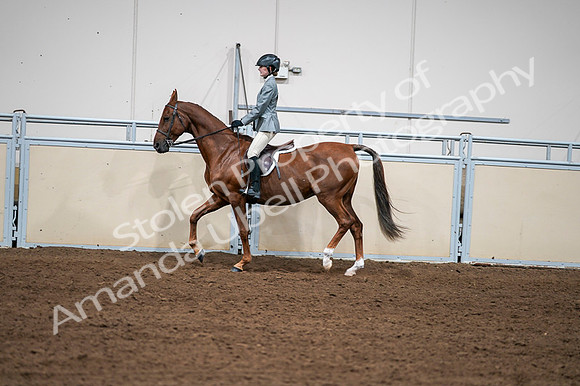 2020 - AB Morgan Horse - Fri, Sept 04 - 03046