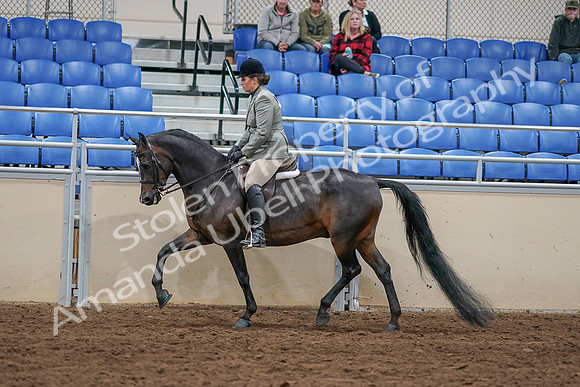 2020 - AB Morgan Horse - Sat, Sept 05 - 14340