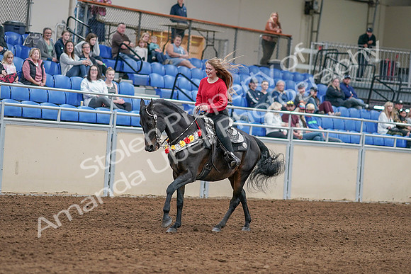 2020 - AB Morgan Horse - Sat, Sept 05 - 10446