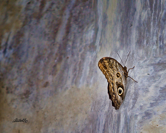 Insects - 014