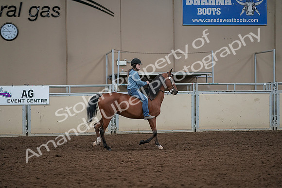 2019 Morgan Horse Show - Aug 30, 2019 - 31426