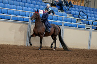 2020 - AB Morgan Horse - Fri, Sept 04 - 03628