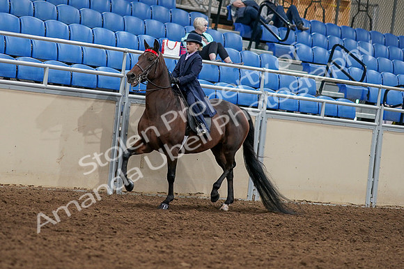 2020 - AB Morgan Horse - Fri, Sept 04 - 03628