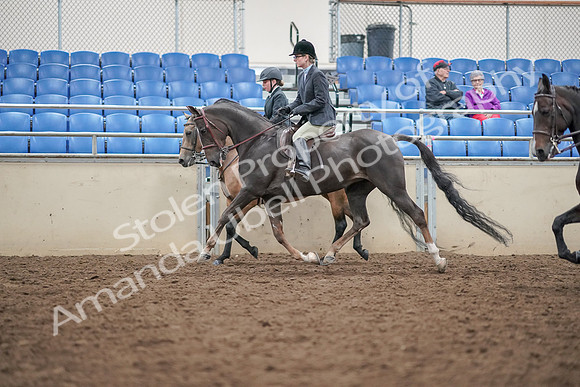 2019 Morgan Horse Show - Aug 30, 2019 - 20225