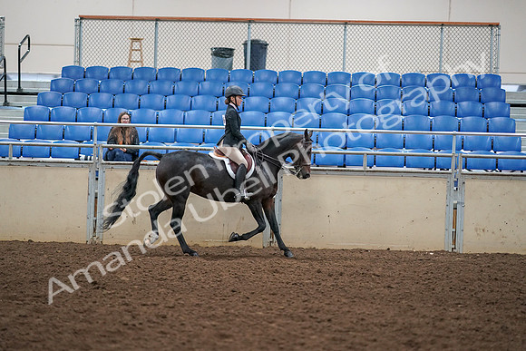 2019 Morgan Horse Show - Aug 30, 2019 - 12455