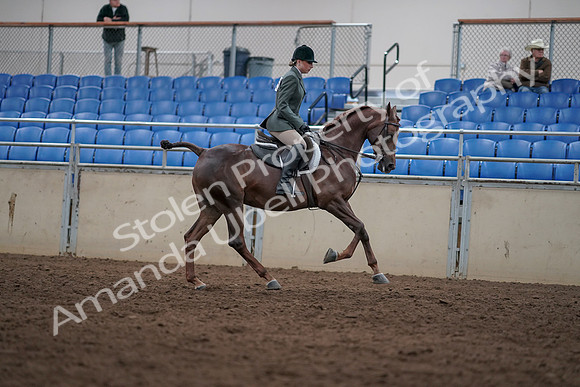 2019 Morgan Horse Show - Sept 01, 2019 - 08846