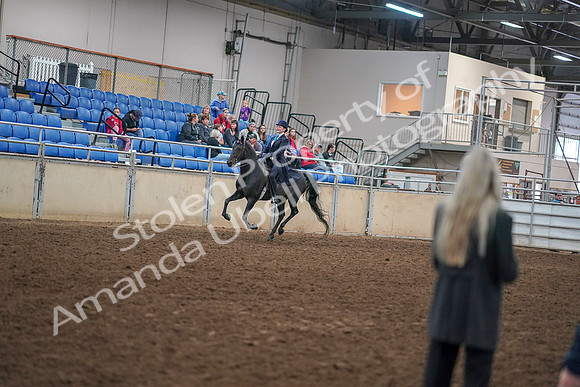 2019 Morgan Horse Show - Aug 30, 2019 - 12312