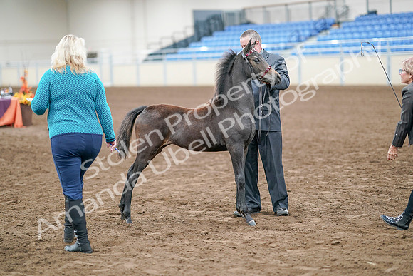 2020 - AB Morgan Horse - Sat, Sept 05 - 00493