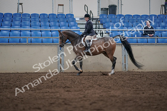 2019 Morgan Horse Show - Sept 01, 2019 - 08513