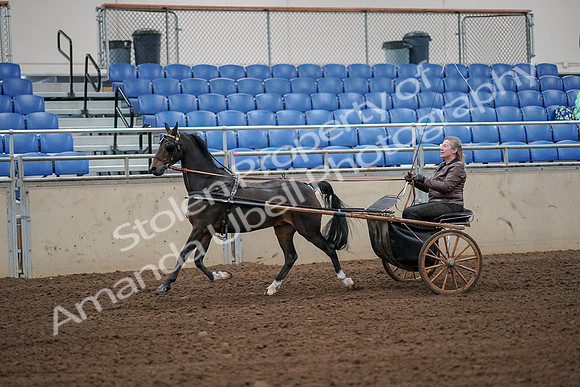 2019 Morgan Horse Show - Aug 30, 2019 - 13100