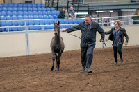 2020 - AB Morgan Horse - Sat, Sept 05 - 00451