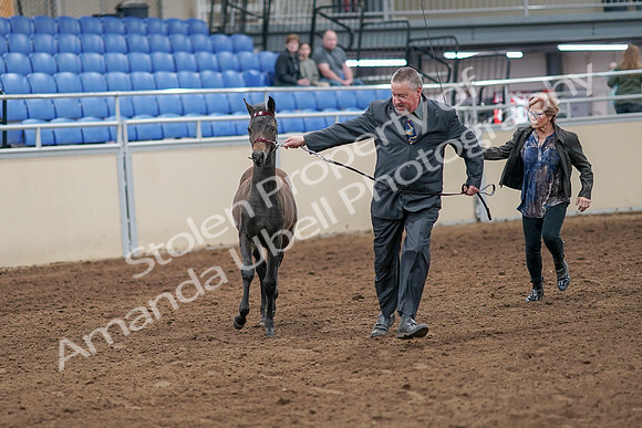 2020 - AB Morgan Horse - Sat, Sept 05 - 00451