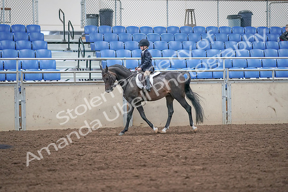 2019 Morgan Horse Show - Sept 01, 2019 - 05491