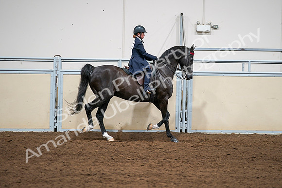 2020 - AB Morgan Horse - Fri, Sept 04 - 03087
