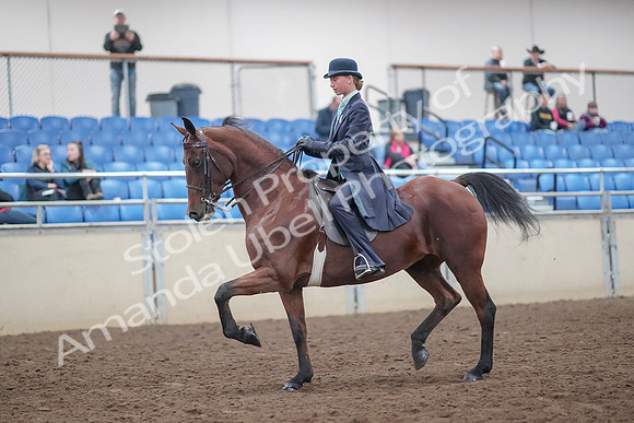 2019 Morgan Horse Show - Aug 31, 2019 - 08494