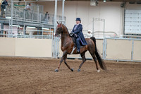 2020 - AB Morgan Horse - Fri, Sept 04 - 07863