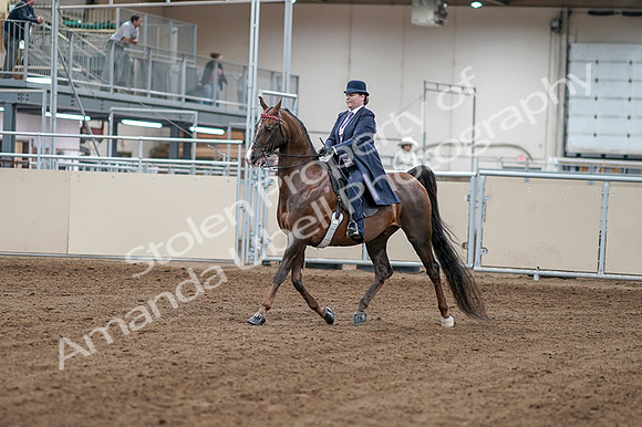 2020 - AB Morgan Horse - Fri, Sept 04 - 07863