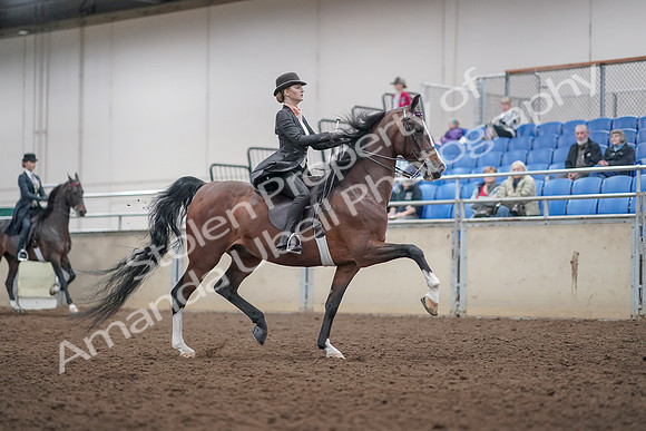 2019 Morgan Horse Show - Aug 31, 2019 - 08903