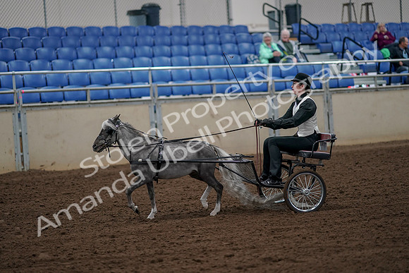 2019 Morgan Horse Show - Aug 30, 2019 - 13134