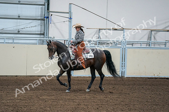 2020 - AB Morgan Horse - Fri, Sept 04 - 00404