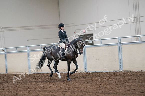 2020 - AB Morgan Horse - Fri, Sept 04 - 02110