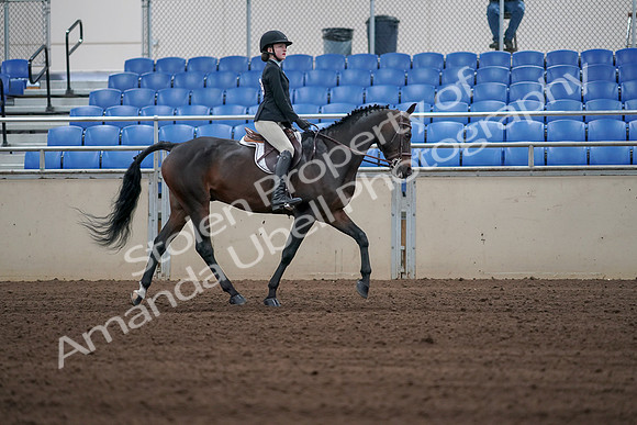 2019 Morgan Horse Show - Sept 01, 2019 - 03943
