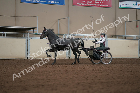 2019 Morgan Horse Show - Aug 31, 2019 - 04693