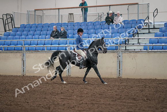 2019 Morgan Horse Show - Aug 31, 2019 - 07514