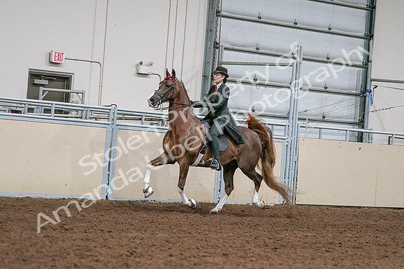 2020 - AB Morgan Horse - Sat, Sept 05 - 13016