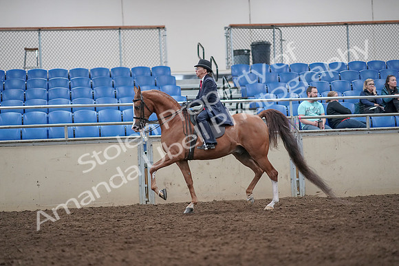 2019 Morgan Horse Show - Aug 31, 2019 - 08665