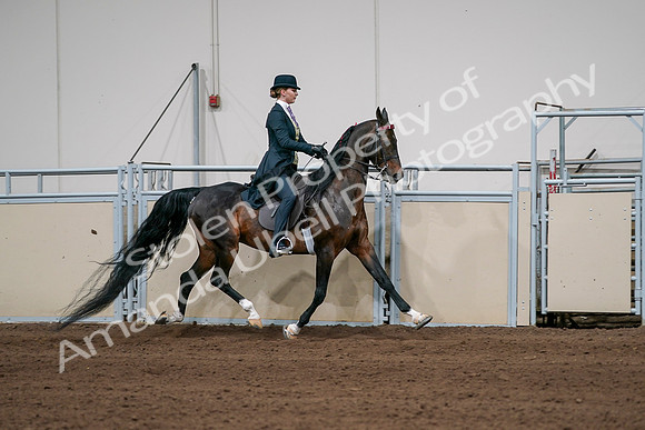 2020 - AB Morgan Horse - Sat, Sept 05 - 06413