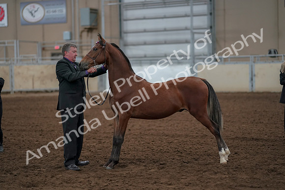 2019 Morgan Horse Show - Aug 30, 2019 - 25596