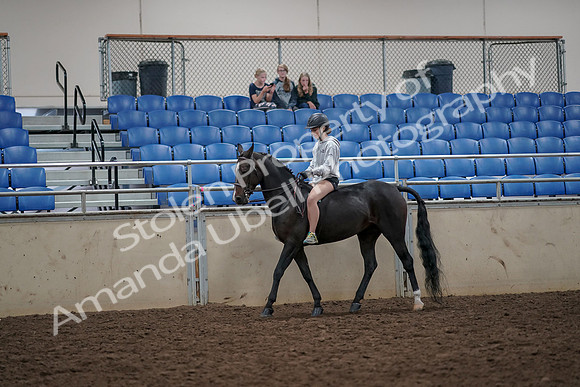 2019 Morgan Horse Show - Aug 30, 2019 - 31219