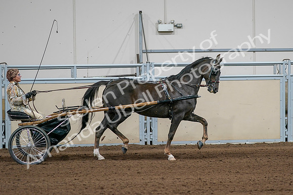2020 - AB Morgan Horse - Sat, Sept 05 - 05905