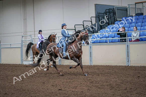 2020 - AB Morgan Horse - Fri, Sept 04 - 05047