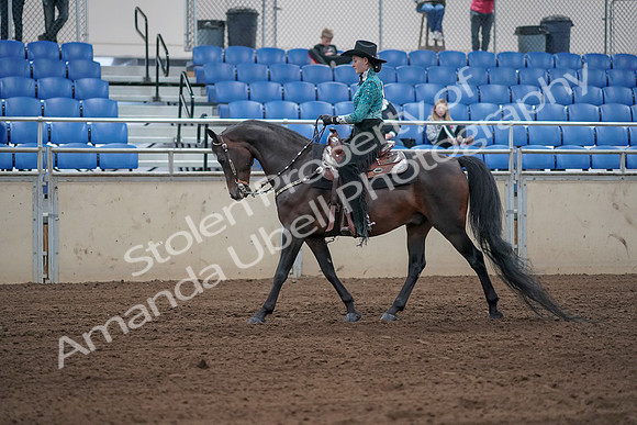2019 Morgan Horse Show - Sept 01, 2019 - 06811