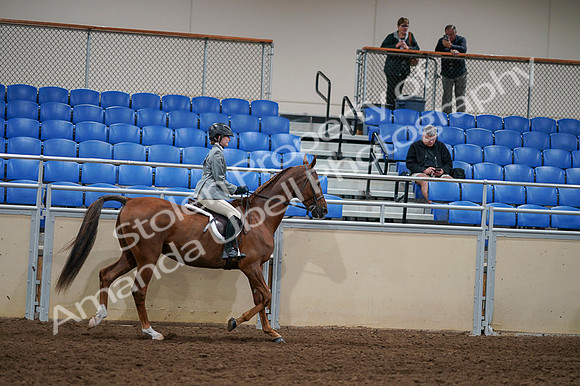 2020 - AB Morgan Horse - Fri, Sept 04 - 03191