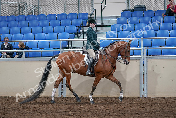 2020 - AB Morgan Horse - Sat, Sept 05 - 05186