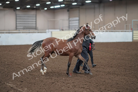 2019 Morgan Horse Show - Aug 31, 2019 - 00221
