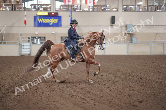 2019 Morgan Horse Show - Sept 01, 2019 - 12075