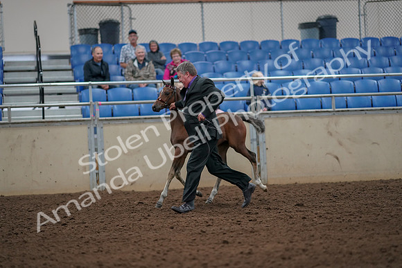 2019 Morgan Horse Show - Aug 30, 2019 - 24659