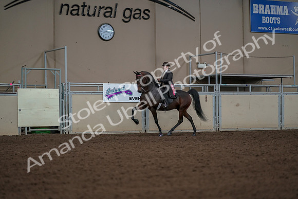 2019 Morgan Horse Show - Aug 30, 2019 - 28301