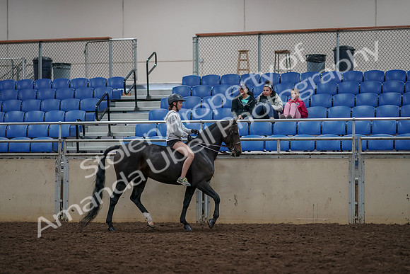 2019 Morgan Horse Show - Aug 30, 2019 - 31391
